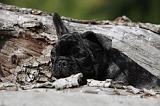 BOULEDOGUE FRANCAIS 695